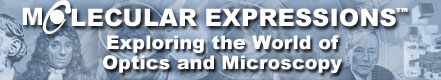 Banner image that links to Molecular Expressions website