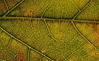 JPG thumbnail that links to Golden Rectangle macrophotography images by artist Doug Craft
