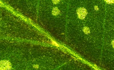50 kb JPG microphoto of a leaf surface by Doug Craft