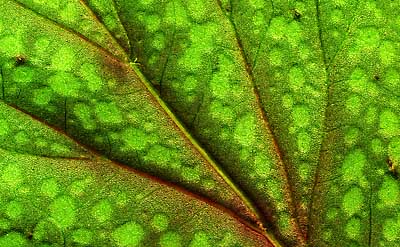 50 kb JPG microphoto of a leaf surface by Doug Craft