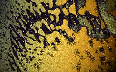 50 kb JPG microphoto of a micro texture by Doug Craft